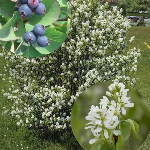 Amelanchier rotundifolia - Ümaralehine toompihlakas C2/2L